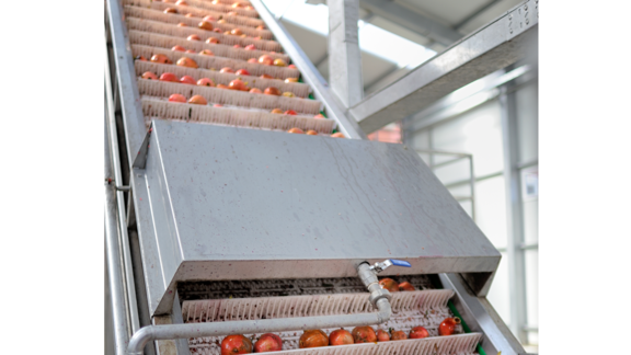 Pfanner Getränke Verarbeitung Granatäpfel Granatäpfel werden auf einem Förderband gewaschen