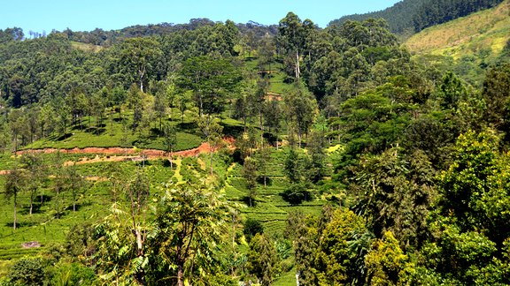 Pfanner Getränke Teeplantage Teeplantage in Sri Lanka