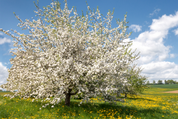 Pfanner Getränke Apfelbaum auf Streuobstwiese Blühender Apfelbaum auf Streuobstwiese