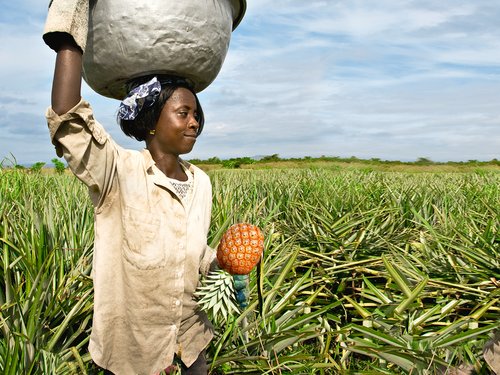 Pfanner Getränke Fairtrade Bäuerin bei der Ananasernte