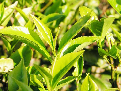Pfanner Getränke Teesorten Teepflanze