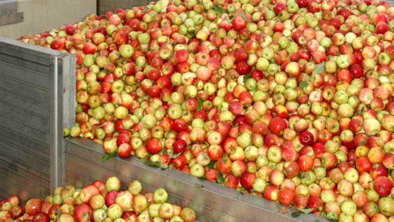 Pfanner Getränke Verarbeitung Äpfel Äpfel werden für die Produktion in Behältern gesammelt