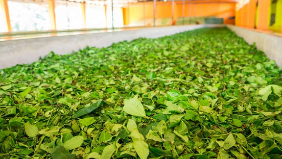 Grüner Tee Trocknung Trockenbahnen mit Grünem Tee