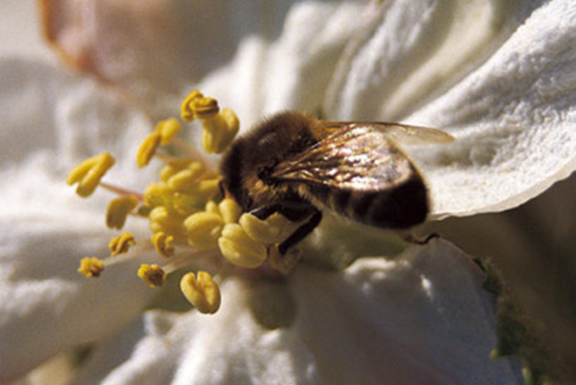 Pfanner Getränke Apfelblütenbestäubung Eine Biene auf einer Apfelblüte
