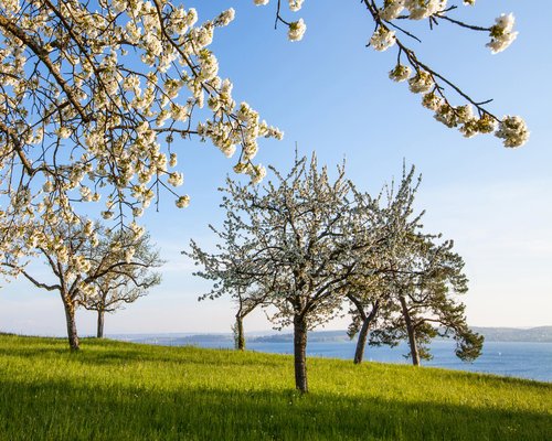 Pfanner Fruchtreise in den Norden Blühende Apfelbäume