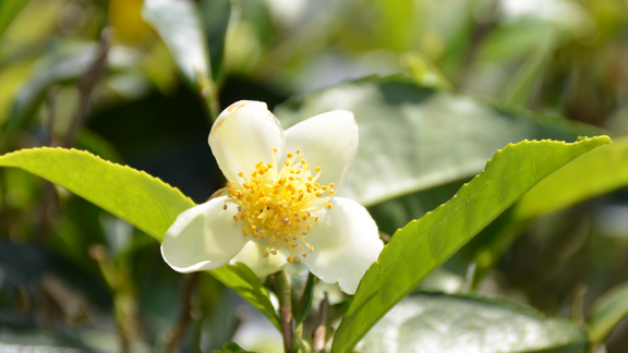 Pfanner Getränke Teeblüte Blüte des grünen Tees