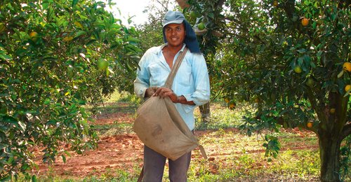Pfanner Getränke Fairtrade Ein Bauer bei der Orangenernte