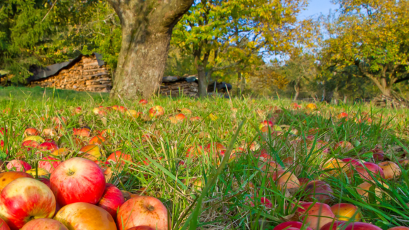 Pfanner Getränke reife Äpfel Reife Äpfel in der Wiese
