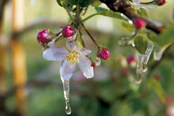 Pfanner Getränke Blüte Bodenseeapfel Apfelblüte