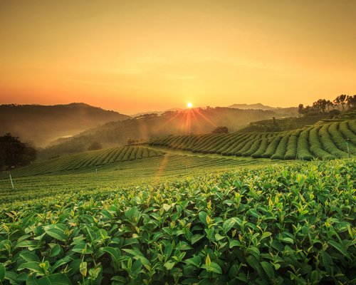 Pfanner Fruchtreise in den Osten Sonnenuntergang über einer Teeplantage in Sri Lanka