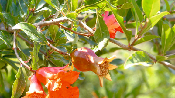 Pfanner Getränke Granatapfel Blüte Blüte des Granatapfelbaums