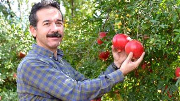 Pfanner Getränke Granatapfelernte Ein Bauer erntet Granatäpfel