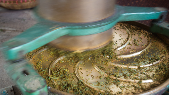 Pfanner Getränke Grüner Tee Verarbeitung Eine Maschine rollt die Blätter des erhitzten Grüntees