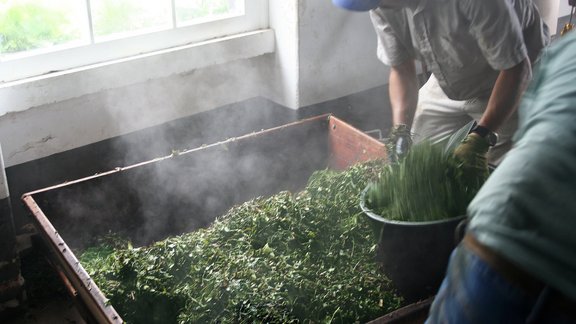 Pfanner Getränke dämpfen des Grünen Tees Dämpfen von grünem Tee