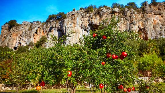 Pfanner Getränke Anbaugebiet Türkei Ein Granatapfelbaum mit reifen Früchten