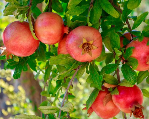 Pfanner Fruchtreise in den Süden reife Granatäpfel am Baum