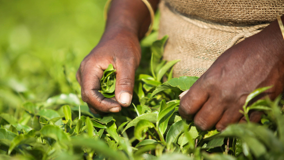 Pfanner Getränke Ernte Ein Teepflücker erntet die frischen Teeblätter von Hand