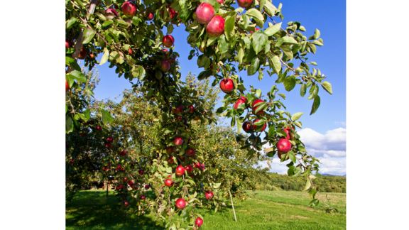 Pfanner Getränke reife Früchte Reife Äpfel auf dem Apfelbaum