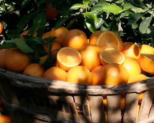 Pfanner Fruchtreise in den Westen geerntete Orangen im Erntekorb