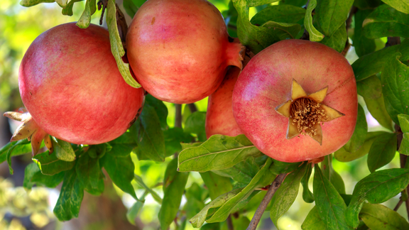 Pfanner Getränke reife Granatäpfel Granatäpfel am strauchartigen Baum
