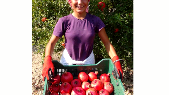 Pfanner Getränke Granatapfel Ernte Eine Erntehelferin zeigt eine Kiste mit Granatäpfeln