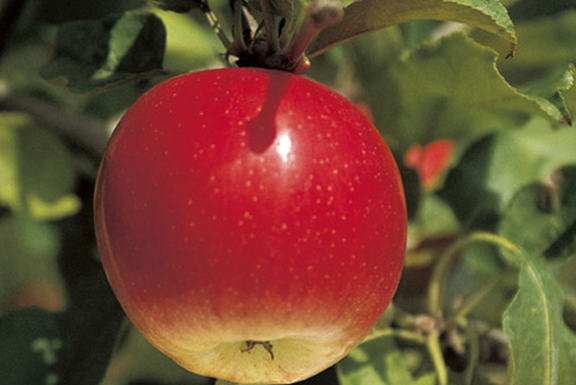 Pfanner Getränke Apfel Roter Apfel am Apfelbaum