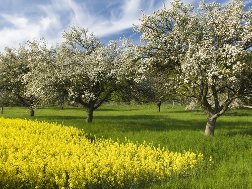 Pfanner Getränke Streuobstwiese Landschaft mit Bäumen auf Streuobstwiese