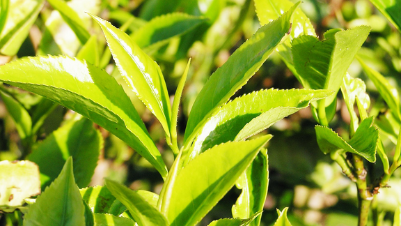 Pfanner Getränke Teepflanze Detailaufnahme einer Teepflanze